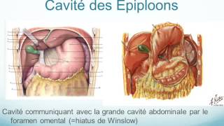 oesophage ESTOMAC ET RATE partie 3 [upl. by Tiebold951]