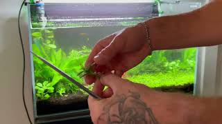 How to do Planted Aquarium Maintenance [upl. by Nylhsoj]