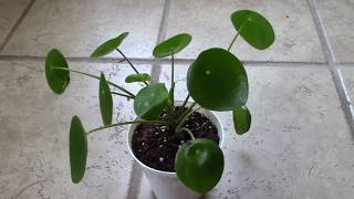 How I Fixed Curly Leaves on my Pilea Peperomioides [upl. by Callie]