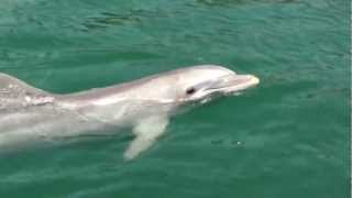 Delfines nadando  Images of dolphins Imágenes de cerca Nado con delfines Ver delfín en el mar [upl. by Dionne]