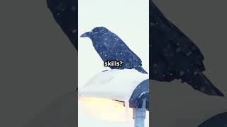 Ravens are geniuses of the Sky  Chronicles of Curiosity facts animalshorts animals [upl. by Sherwin703]