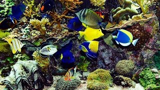 ✔ Beautiful Real Colourful Marine Fish Aquarium Relaxing Natural Sounds [upl. by Paxon781]