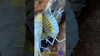 Porcellio Bolivari Yellow Ghost porcelliobolivariyellowghost porcellio bolivariyellow isopodos [upl. by Horbal332]