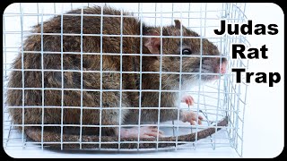 Judas Rat Trap  Using A Pet Rat To Catch Nasty Invasive Wild Rats Mousetrap Monday [upl. by Page547]