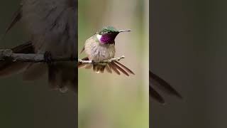 Estrelinhaametista Calliphlox amethystinabirds aves da mata atlântica aves de Lídice [upl. by Eidolem737]