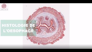 Histologie de l’œsophage [upl. by Luapleahcim]