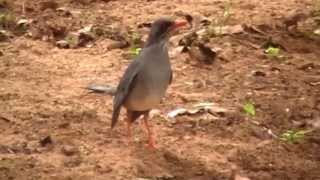 Birds Puerto Rico [upl. by Yssirk708]