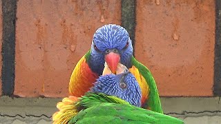 Rainbow Lorikeet Feeds a Fledgling [upl. by Noelle]