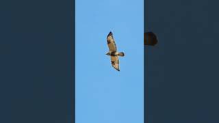 Roughlegged Buzzard  Hawk Buteo lagopus  Bird watching Samsung Galaxy S23 Ultra 4k 60fps [upl. by Kotta518]