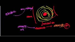 Intramembranous Ossification [upl. by Cuyler]