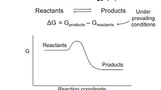 Metabolism basics 1  Gibbs free energy [upl. by Roskes444]