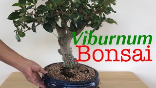 Bonsai  Viburnum Blackhaw Japanese Viburnum and Viburnum Tinus Nov 2019 [upl. by Alleynad]