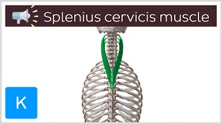 Splenius cervicis muscle  Anatomical Terms Pronunciation by Kenhub [upl. by Dareg337]