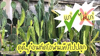 แก่ ไม่แก่ ดูยังไงก่อนจะตัดโอพันเทีย  how to cut opuntia for propagation MookCactus [upl. by Ardnasela]