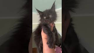 Dim Black Smoke Maine Coon Male Kitten Available Now  Purebred Kitties [upl. by Ahtanaram126]