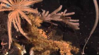 IndonesiaUSA Deepsea Exploration Leg 2 Highlights [upl. by Colinson]