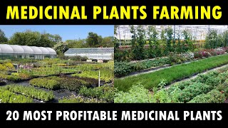 Most profitable Medicinal Plants farming in India  Medicinal Plants Cultivation Business [upl. by Siwel]