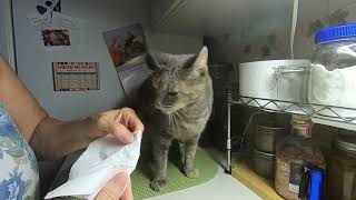 How I manage my Cats Chronic Upper Respiratory Congestion [upl. by Attenna]