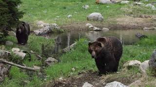 quotExploring Yellowstone National Park USA Geysers Wildlife and Scenic Wondersquot travel [upl. by Nairred]