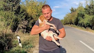 Rescue recovery and adoption of abandoned lonely puppy [upl. by Aihsem]