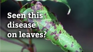 Dogwood Anthracnose  Expert Tree and Shrub Tips [upl. by Metts]