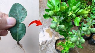 Amazing skills Growing kaffir lime from kaffir lime leaves in pot bear fruit quickly [upl. by Ahselaf460]