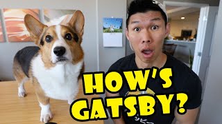 How’s Gatsby Corgi Special Live Stream Event [upl. by Owens]