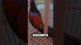 Ayam bekisar shortsvideo viralshorts shorts viralvideo [upl. by Sabas]