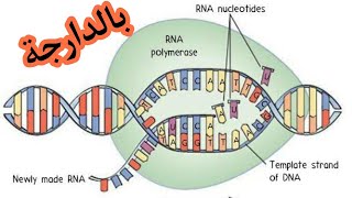 Transcription de lADN en ARNm [upl. by Joelynn]