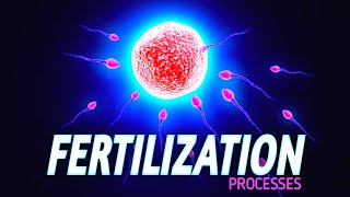 Fertilization and Implantation in Humans  3D ANIMATION  PWFoundation [upl. by Kinna714]