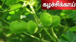 கழச்சிக்காய்  Caesalpinia crista  caesalpiniaceae SpmHerbal [upl. by Keon]