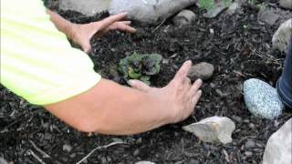 How to Plant Ajuga [upl. by Ainotal968]