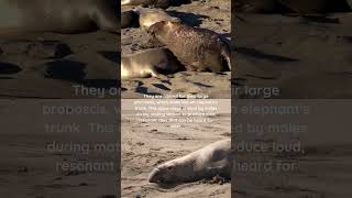 What are the facts about the elephant seals [upl. by Natek]