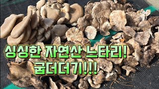 가족과 함께한 늦가을 식용버섯 산행 자연산느타리 굽더더기흰굴뚝버섯 산행 느타리버섯 자연산느타리 흰굴뚝버섯 굽더더기 [upl. by Dell]