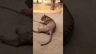 Tiger Temple Thailand  a unique experience [upl. by Bautista]