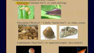 Invertebrate Diversity Part 2 Mollusks A Case Study [upl. by Greg67]