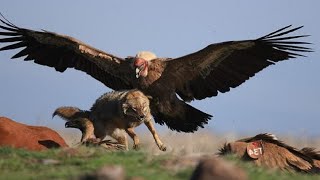 THIS IS HOW EAGLES HUNT [upl. by Tergram493]