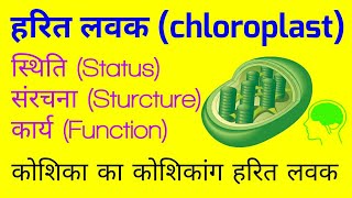 हरित लवक  हरित लवक की संरचना और कार्य Chloroplast in hindi  Structure and function of Chloroplast [upl. by Porte]