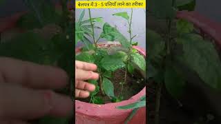 Home Gardening Quick Tip54  बेलपत्र में 35 पत्तियाँ लाने का तरीका  Get 35 leaves in bel patra [upl. by Iadrahs]