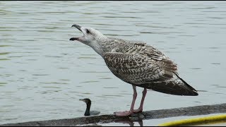 First winter Great Blackbacked Gull  Larus marinus  Grote mantelmeeuw  Vlissingen  Feb 2018 [upl. by Iam]