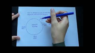 How to determine DNA fragment sizes from plasmid digested with restriction enzymes [upl. by Hgielanna]