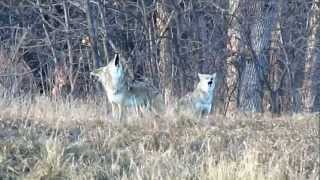 Pack of Howling Coyotes [upl. by William]