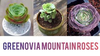 Rose shaped succulents Greenovia mountain roses [upl. by Sissy]