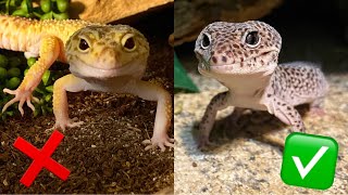 When Not to Use Substrate for Leopard Geckos [upl. by Bartram989]