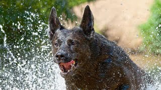 Dutch Shepherd ready to help you 🐕‍🦺🚒 [upl. by Nomad]