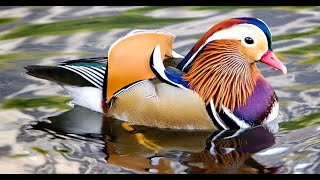 The Mandarin Duck [upl. by Anitneuq]