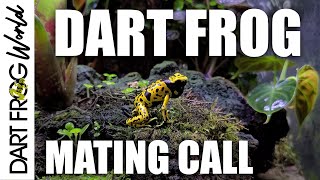 Poison Dart Frog mating call [upl. by Leirud]