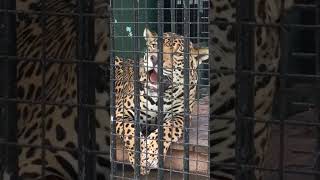 Amazonian Jaguar up close jaguar [upl. by Hartzell13]