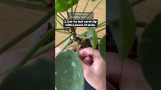 Variegated Money Tree Pilea LEAF rooting guide❗️plantcare plants shorts viralshorts subscribe [upl. by Pegma]