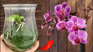 ❤️Techniques for propagating hundreds of orchids at home [upl. by Wahl]